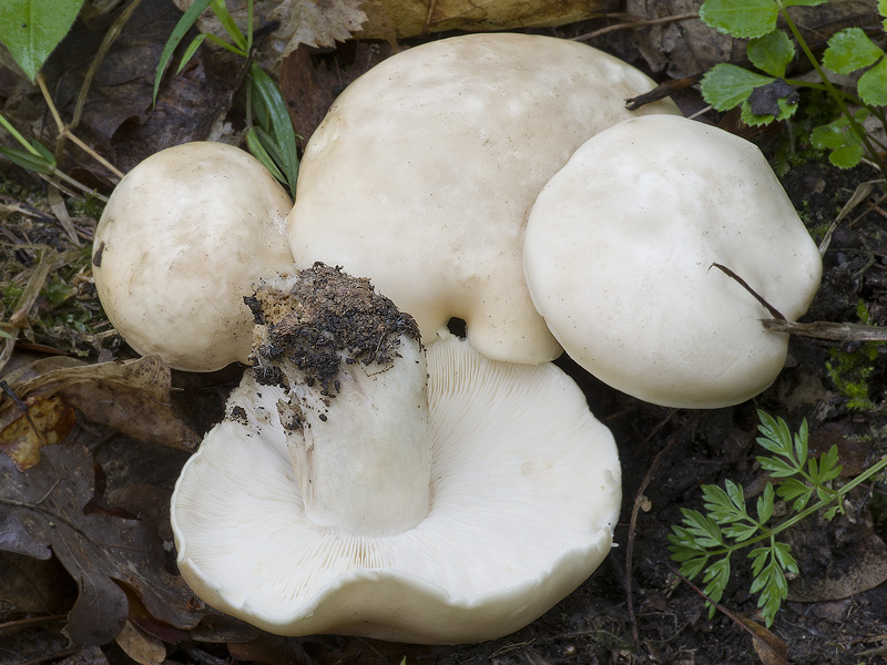 Calocybe gambosa